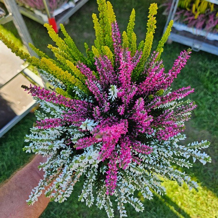 Viržis (Lot. Calluna Vulgaris) GARDEN GIRL TRIO-VIRŽIAI-DAUGIAMETĖS GĖLĖS