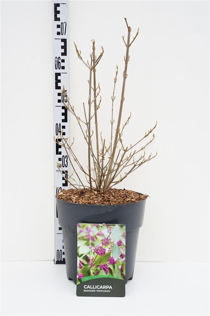Vaisuolė Azijinė (Lot Callicarpa bod.) 'Profusion' C10 40-50 CM-VAISUOLĖS-KRŪMAI