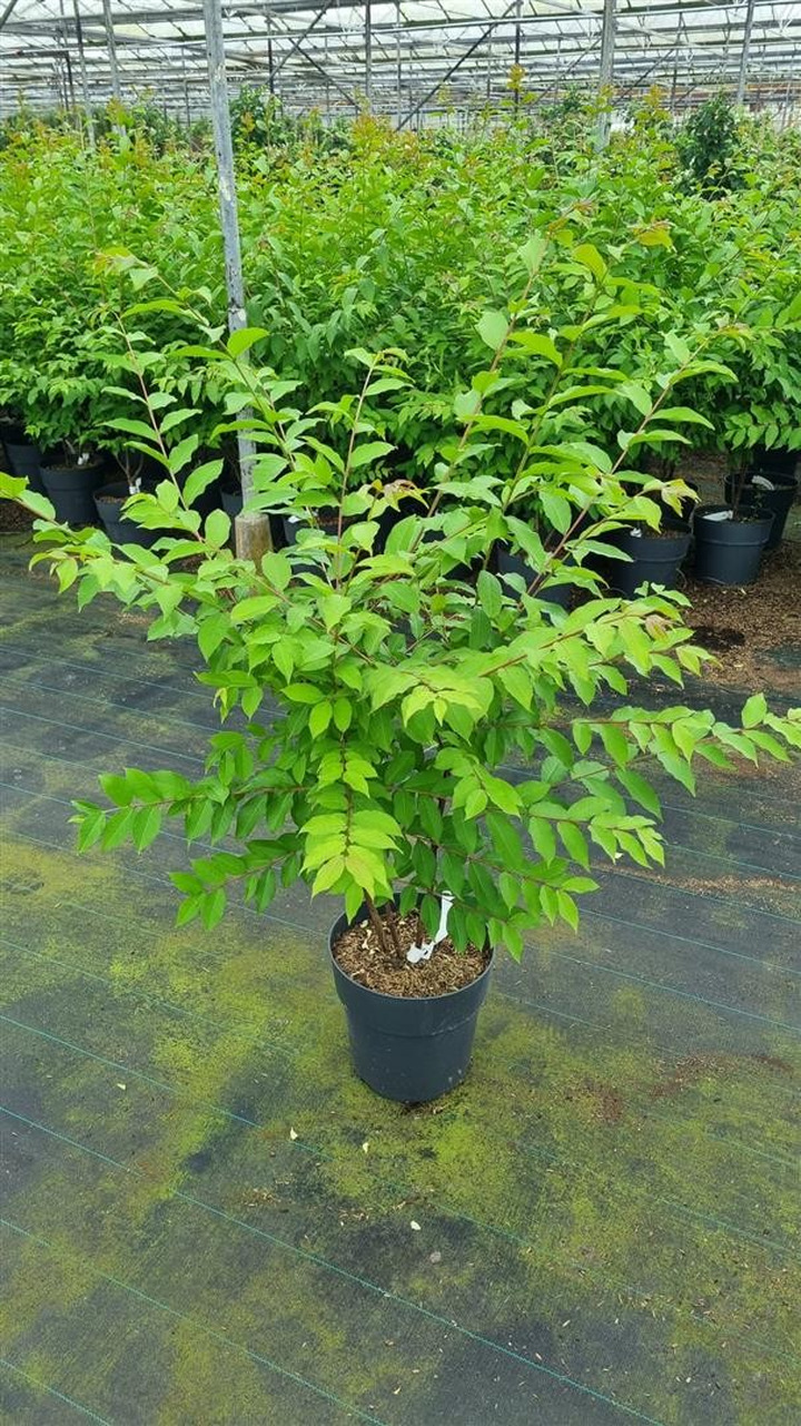 Vaisuolė Azijinė (Lot Callicarpa bod.) 'Profusion' C10 40-50 CM-VAISUOLĖS-KRŪMAI