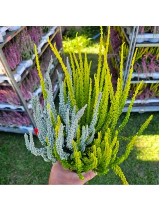 Viržis (Lot. Calluna Vulgaris) GARDEN GIRL SUNSET TRIO-VIRŽIAI-DAUGIAMETĖS GĖLĖS