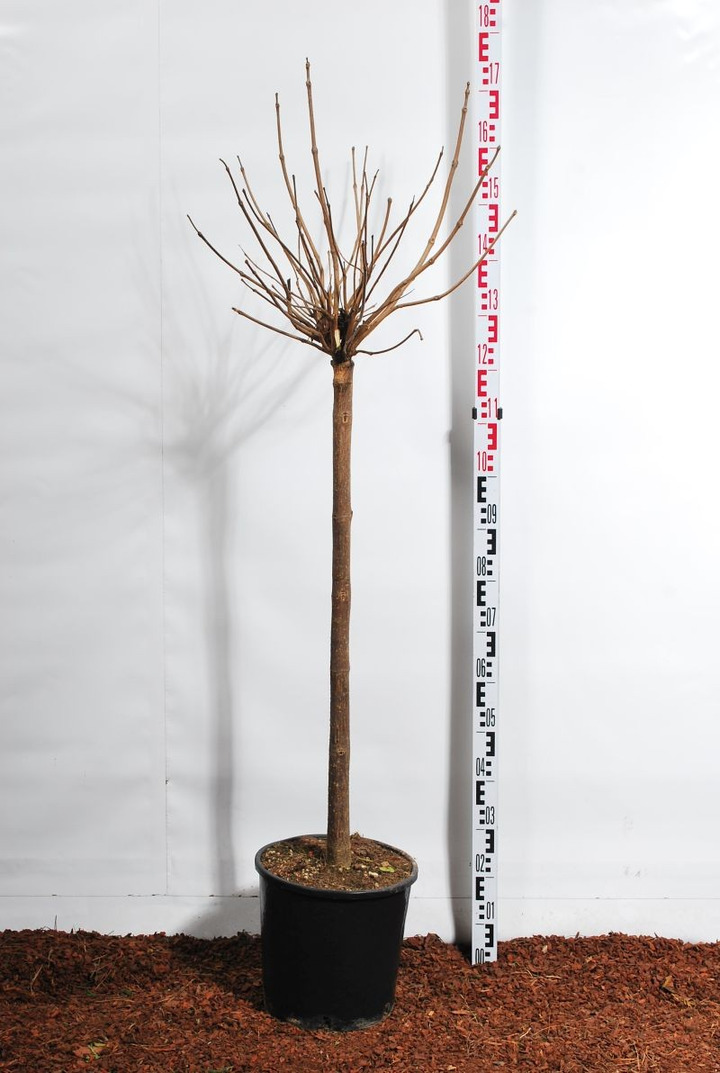 Katalpa paprastoji (Lot Catalpa bungei) C18 KOTAS 120 CM-KATALPOS-MEDŽIAI