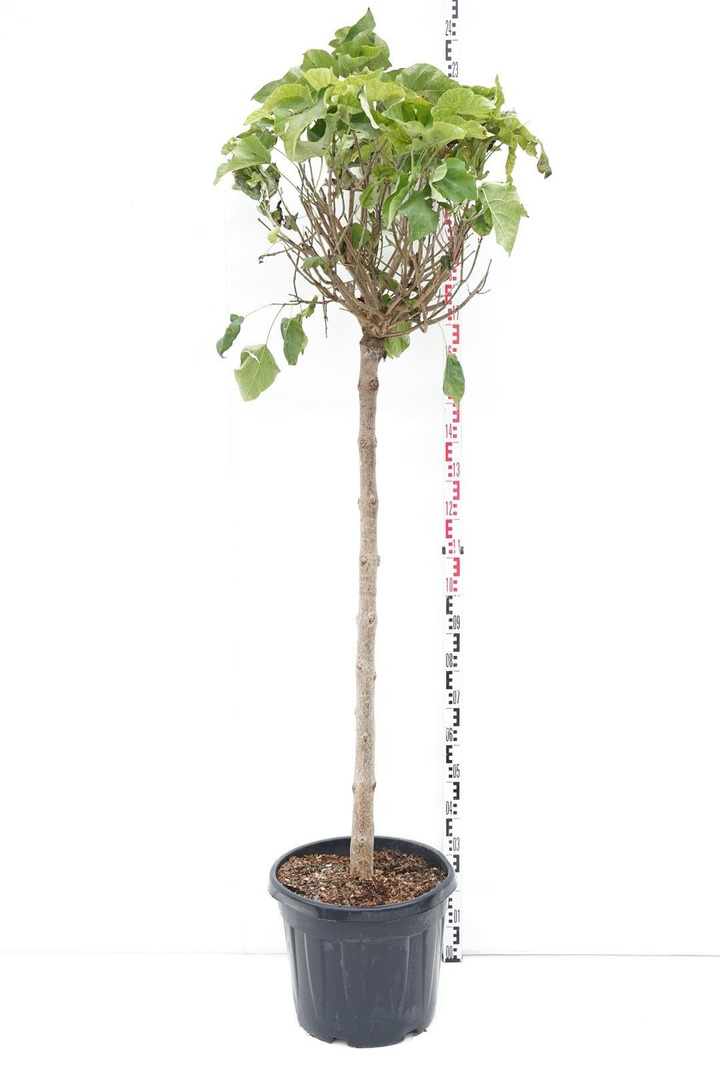 Katalpa paprastoji (Lot Catalpa bungei) C45 KOTAS 140 CM-KATALPOS-MEDŽIAI
