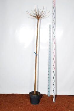 Katalpa paprastoji (Lot Catalpa bungei)  C25 STIEBAS 225 CM KAMIENO APIMTIS 10-12 CM - nuotrauka 2
