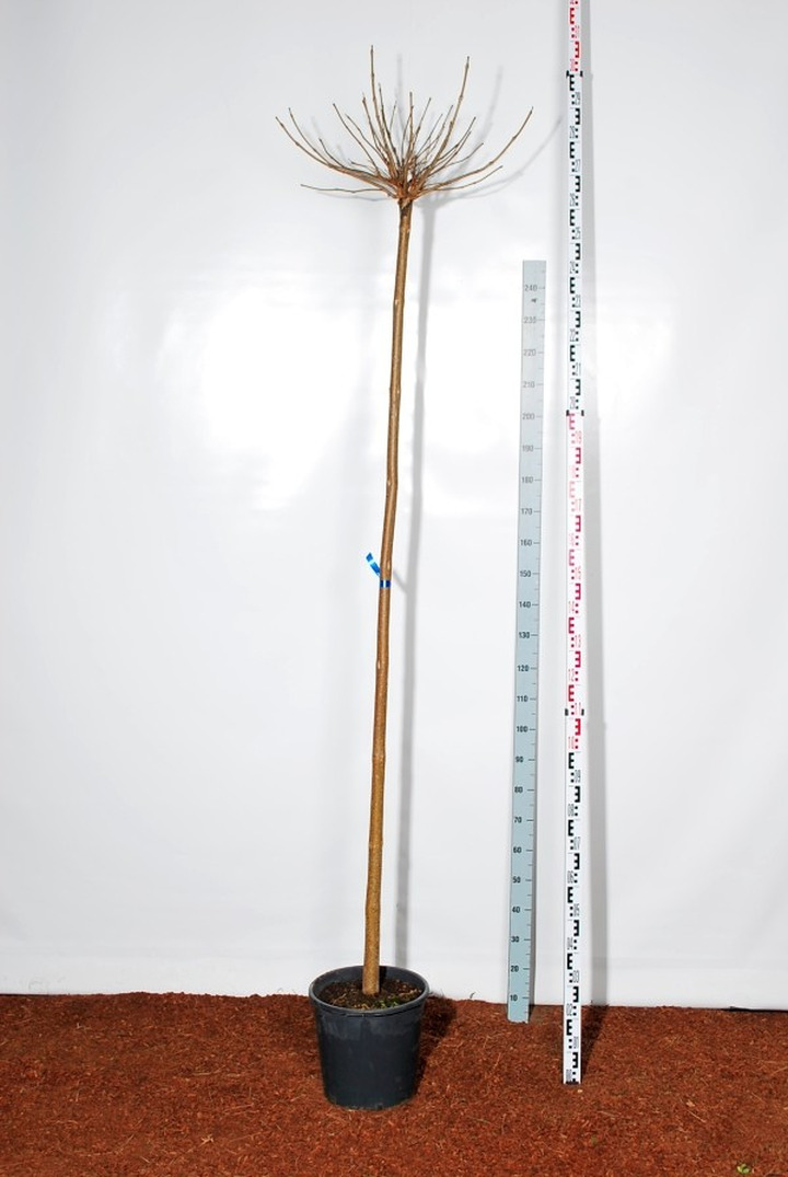 Katalpa paprastoji (Lot Catalpa bungei) C25 KOTAS 225 CM KOTO APIMTIS 10-12 CM-KATALPOS-MEDŽIAI
