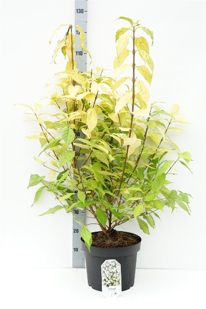 Callicarpa jap. (Lot Callicarpa jap.) 'Leucocarpa' C10 50-60 CM-KITI KRŪMAI-KRŪMAI