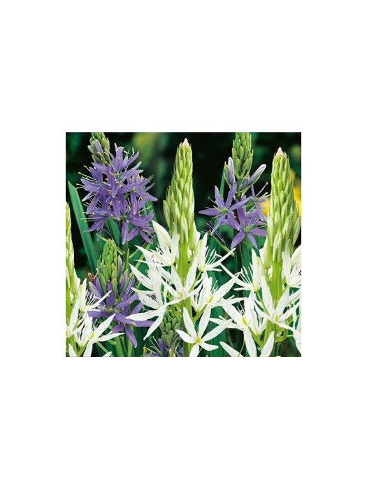 Camassia leichtlinii Mix (Lot Camassia leichtlinii Mix) PER 5, 12/14-KITI-DAUGIAMETĖS GĖLĖS