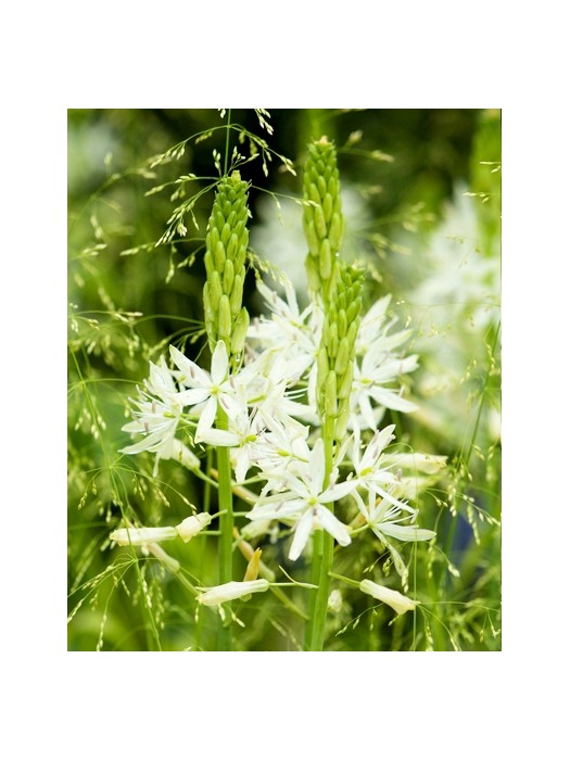 Camassia leicht. (Lot Camassia leicht.) 'Sacajawea' SVOGŪNĖLIAI PAKUOTĖ 25 VNT-KITI-DAUGIAMETĖS GĖLĖS