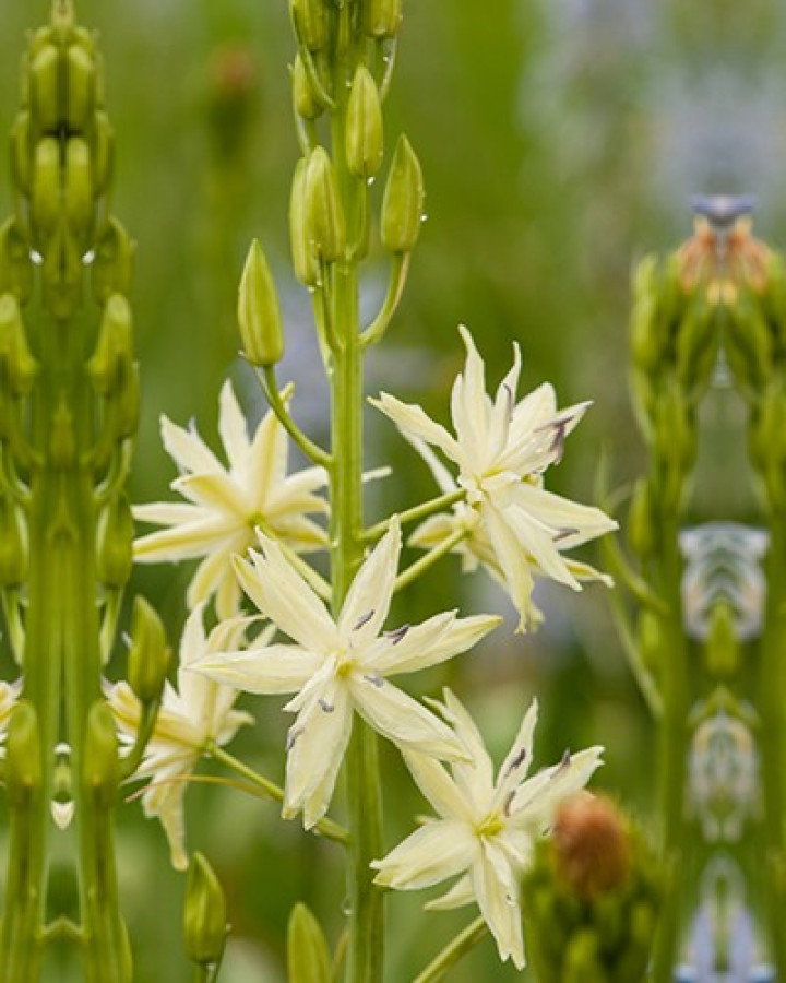 Camassia leicht. (Lot Camassia leicht.) 'Semiplena' SVOGŪNĖLIAI PAKUOTĖ 25 VNT-KITI-DAUGIAMETĖS GĖLĖS
