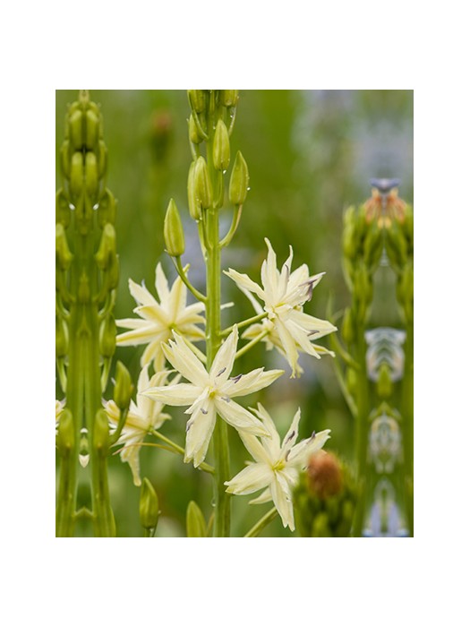 Camassia leicht. (Lot Camassia leicht.) 'Semiplena' SVOGŪNĖLIAI PAKUOTĖ 100 VNT-KITI-DAUGIAMETĖS GĖLĖS