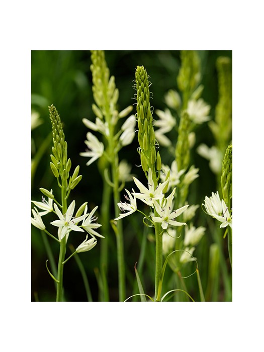 Camassia leicht. (Lot Camassia leicht.) 'Alba' SVOGŪNĖLIAI PAKUOTĖ 25 VNT-KITI-DAUGIAMETĖS GĖLĖS
