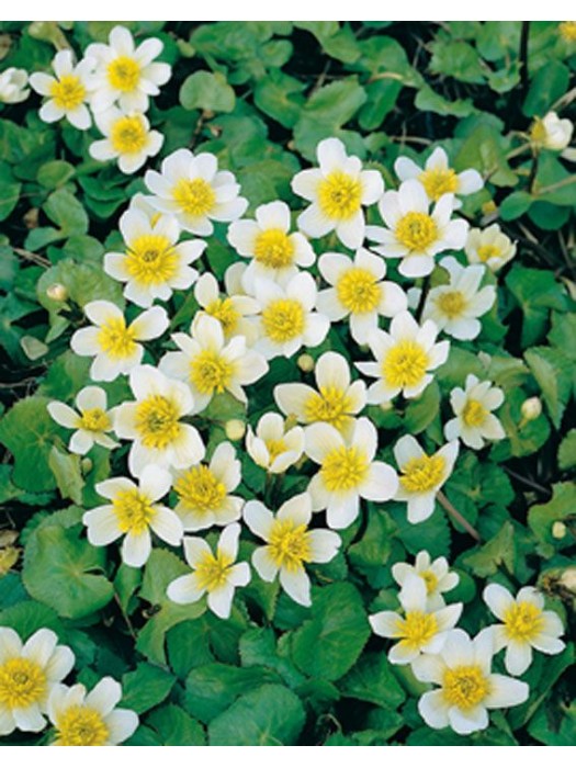 Pelkinė puriena alba (Lot Caltha palustris alba) P9-PELKINĖ PURIENA-VANDENS IR PAKRANČIŲ AUGALAI