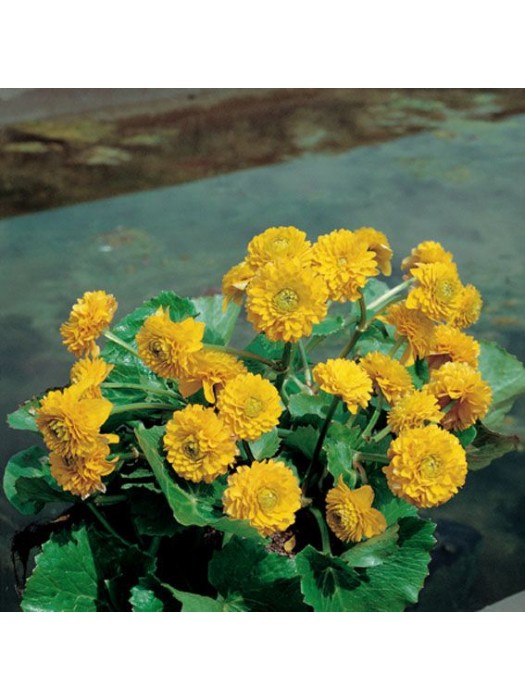 Caltha pal. (Lot Caltha pal.) 'Plena/Multiplex' 18X18 CM-KITI-DAUGIAMETĖS GĖLĖS