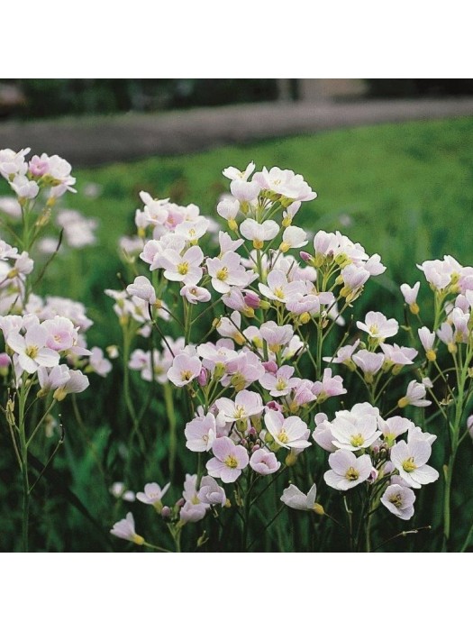 Cardamine pratensis (Lot Cardamine pratensis) P9-KITI-DAUGIAMETĖS GĖLĖS