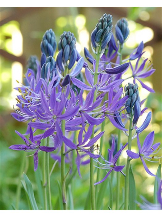 Camassia quamash (Lot Camassia quamash) SVOGŪNĖLIAI MINIMALUS UŽSAKYMAS 5 PAKUOTĖS / 200 VNT-KITI-DAUGIAMETĖS GĖLĖS