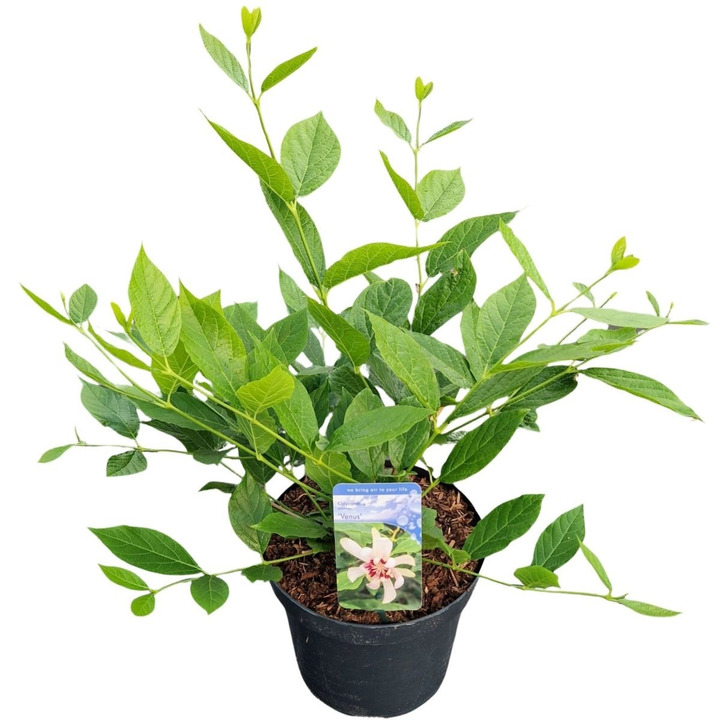KALIKANTAS (Lot Calycanthus) 'Venus' C7,5/P26 40-50 CM-KALIKANTAI-KRŪMAI