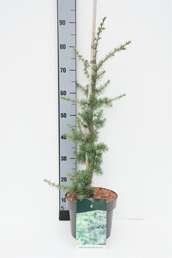 Cedrus atl. (Lot Cedrus atl.) 'Horst. Silberspitz' C5/P23 60-80 CM-SPYGLIUOČIAI-AUGALAITAU