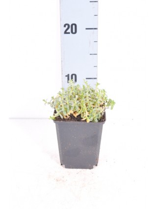 Glažutė pūkuotoji (Lot Cerastium tomentosum) P9-GLAŽUTĖS-DAUGIAMETĖS GĖLĖS