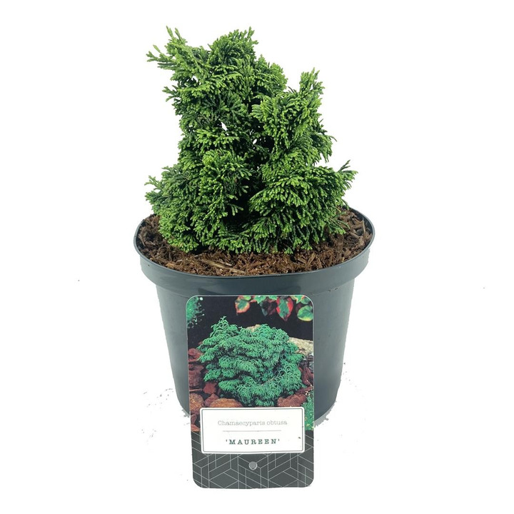 Puskiparisis bukasis (Lot Chamaecyparis o.) 'Maureen' C2,5/P18 15-20 CM-PUSKIPARISIAI-SPYGLIUOČIAI