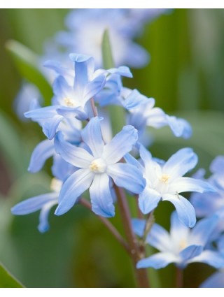 Puošnioji sniegžydrė (Lot Chionodoxa forbesii) 'Blue Giant' SVOGŪNĖLIAI PAKUOTĖ 100 VNT-SNIEGŽYDRĖS-SVOGŪNINĖS GĖLĖS