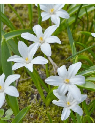 Sniegžydrė (Lot Chionodoxa luci.) 'Alba' SVOGŪNĖLIAI PAKUOTĖ 100 VNT-SNIEGŽYDRĖS-SVOGŪNINĖS GĖLĖS