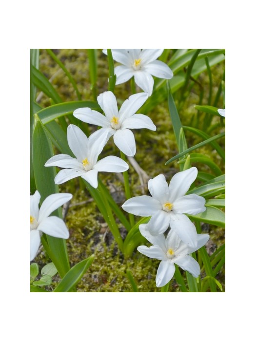 Sniegžydrė (Lot Chionodoxa luci.) 'Alba' SVOGŪNĖLIAI PAKUOTĖ 100 VNT-SNIEGŽYDRĖS-SVOGŪNINĖS GĖLĖS