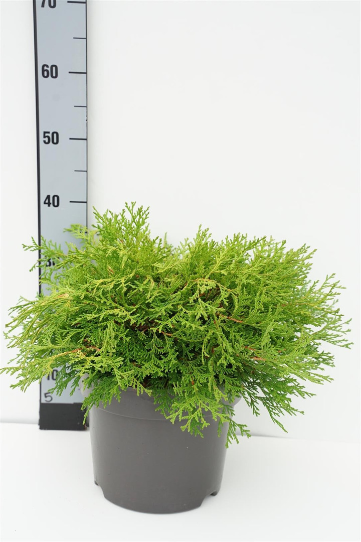 Puskiparisis lausono (Lot Chamaecyparis l.) 'Green Globe' C3/P19 10-15 CM-PUSKIPARISIAI-SPYGLIUOČIAI