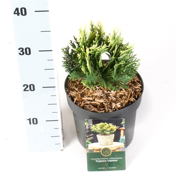 Puskiparisis lausono (Lot Chamaecyparis l.) 'Pygmaea Argentea' C2,5/P18 15-20 CM-PUSKIPARISIAI-SPYGLIUOČIAI