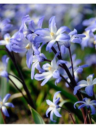 Sniegžydrės (Lot Chionodoxa luciliae) SVOGŪNĖLIAI PAKUOTĖ 100 VNT-SNIEGŽYDRĖS-SVOGŪNINĖS GĖLĖS