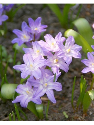 Sniegžydrė luc. (Lot Chionodoxa luc.) 'Violet Beauty' SVOGŪNĖLIAI PAKUOTĖ 250 VNT-SNIEGŽYDRĖS-SVOGŪNINĖS GĖLĖS