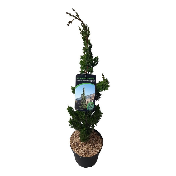 Puskiparisis lausono (Lot Chamaecyparis l.) 'Wissel's Saguaro' C5/P23 50-60 CM-PUSKIPARISIAI-SPYGLIUOČIAI
