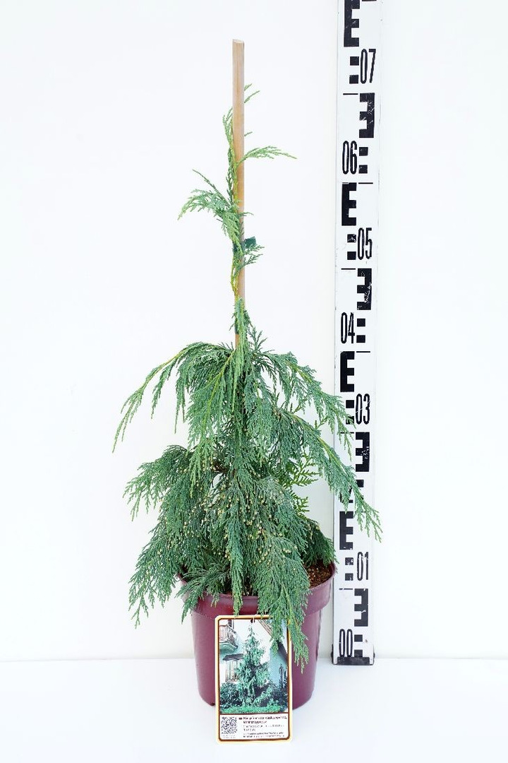Puskiparisis nutkinis (Lot Chamaecyparis n.) 'Pendula' C3/P19 30-40 CM-PUSKIPARISIAI-SPYGLIUOČIAI