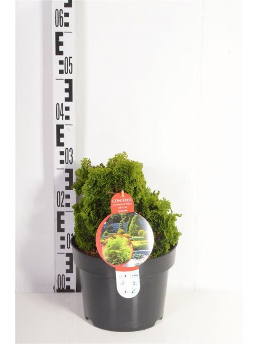 Puskiparisis bukasis (Lot Chamaecyparis o.) 'Aurora' C5/P23 25-30 CM-PUSKIPARISIAI-SPYGLIUOČIAI