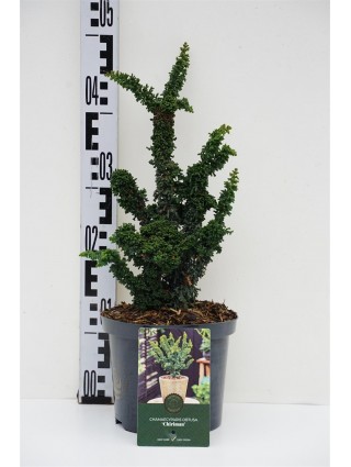 Puskiparisis bukasis (Lot Chamaecyparis o.) 'Chirimen' C2,5/P18 20-25 CM-PUSKIPARISIAI-SPYGLIUOČIAI