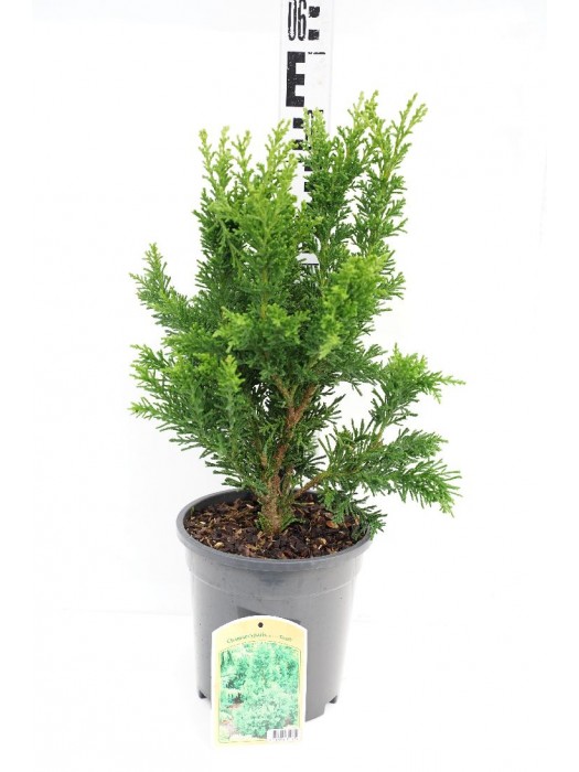 Puskiparisis bukasis (Lot Chamaecyparis o.) 'Draht' C3/P19 30-40 CM-PUSKIPARISIAI-SPYGLIUOČIAI