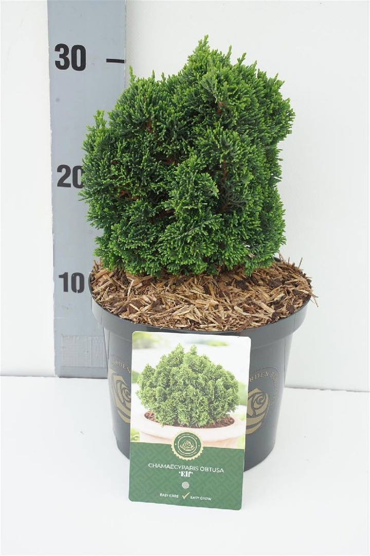 Puskiparisis bukasis (Lot Chamaecyparis o.) 'Elf' C2,5/P18 15-20 CM-PUSKIPARISIAI-SPYGLIUOČIAI