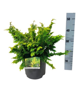 Puskiparisis bukasis (Lot Chamaecyparis o.) 'Fernspray Gold' C7,5/P26 30-40 CM-PUSKIPARISIAI-SPYGLIUOČIAI