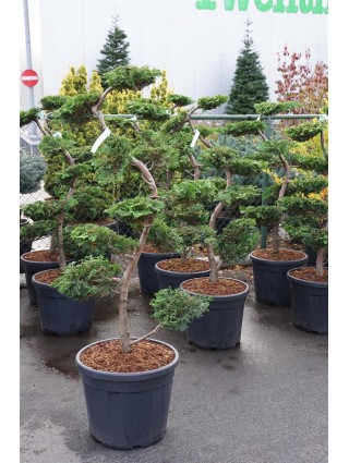 Puskiparisis bukasis (Lot Chamaecyparis o.) 'Fontana' BONSAI 12 CM C55-PUSKIPARISIAI-SPYGLIUOČIAI