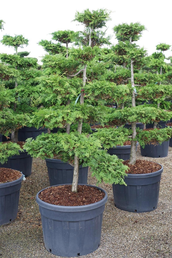 Puskiparisis bukasis (Lot Chamaecyparis o.) 'Fontana' BONSAI 150-175 CM-PUSKIPARISIAI-SPYGLIUOČIAI