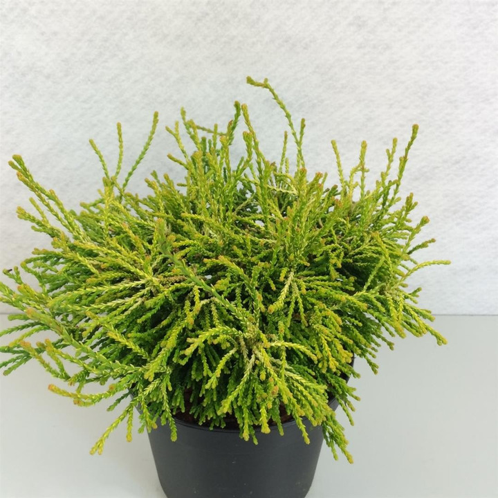 Puskiparisis bukasis (Lot Chamaecyparis o.) 'Gitte' C3/P19 20-25 CM-PUSKIPARISIAI-SPYGLIUOČIAI