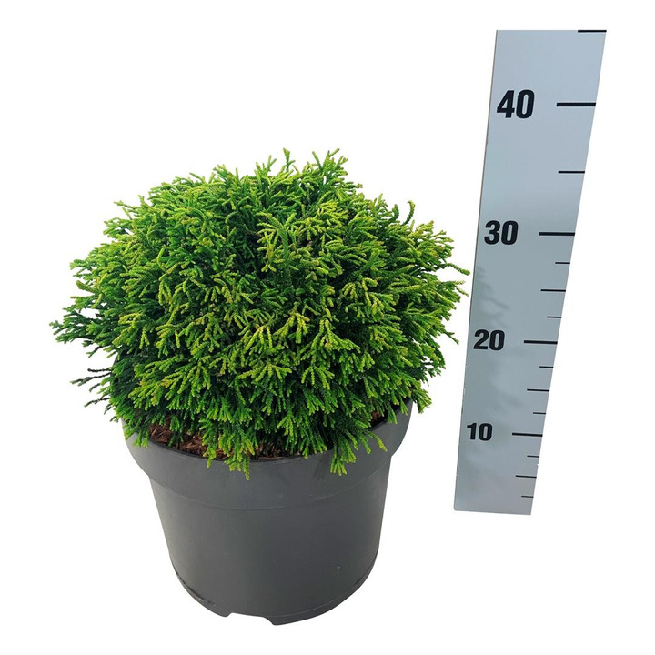 Puskiparisis bukasis (Lot Chamaecyparis o.) 'Gitte' C7,5/P26 25-30 CM-PUSKIPARISIAI-SPYGLIUOČIAI