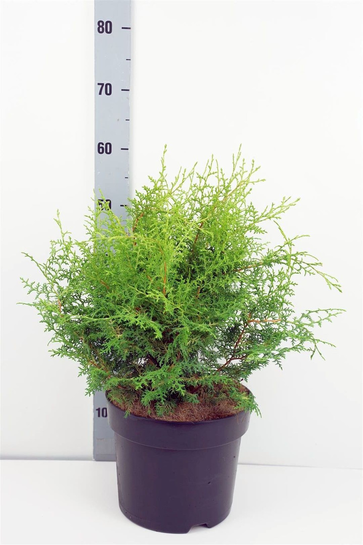 Puskiparisis bukasis (Lot Chamaecyparis o.) 'Lucas' C7,5/P26 30-40 CM-PUSKIPARISIAI-SPYGLIUOČIAI