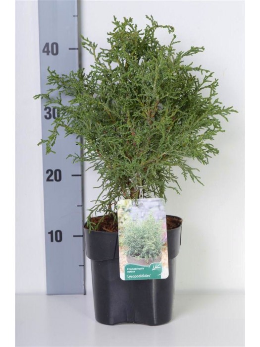 Puskiparisis bukasis (Lot Chamaecyparis o.) 'Lycopodioides' C2/P17 20-25 CM-PUSKIPARISIAI-SPYGLIUOČIAI