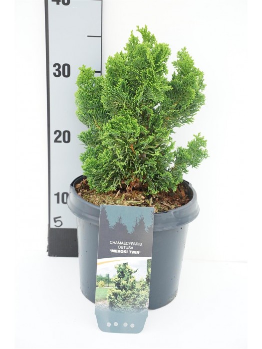 Puskiparisis bukasis (Lot Chamaecyparis o.) 'Meroki Twin' C3/P19 15-20 CM-PUSKIPARISIAI-SPYGLIUOČIAI
