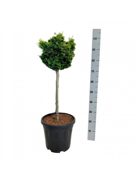 Puskiparisis bukasis (Lot Chamaecyparis o.) 'Nana Aurea' C15 KOTAS 60 CM-PUSKIPARISIAI-SPYGLIUOČIAI