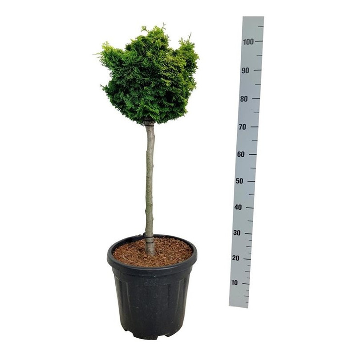 Puskiparisis bukasis (Lot Chamaecyparis o.) 'Nana Aurea' C15 KOTAS 60 CM-PUSKIPARISIAI-SPYGLIUOČIAI