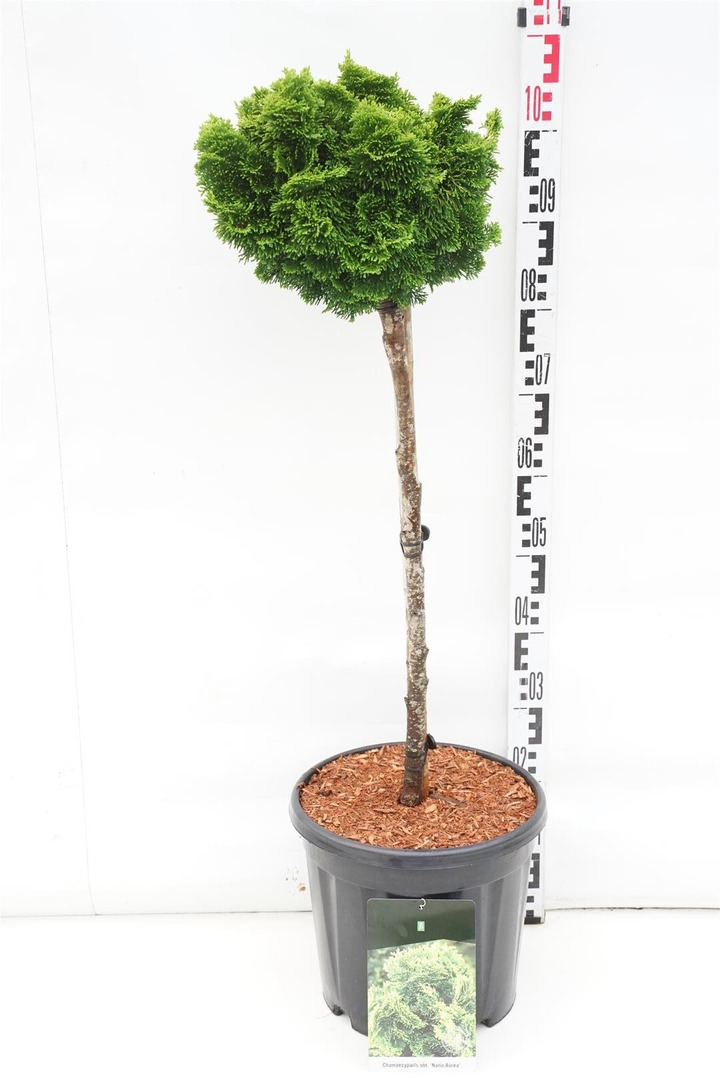 Puskiparisis bukasis (Lot Chamaecyparis o.) 'Nana Aurea' C15 KOTAS 60 CM-PUSKIPARISIAI-SPYGLIUOČIAI