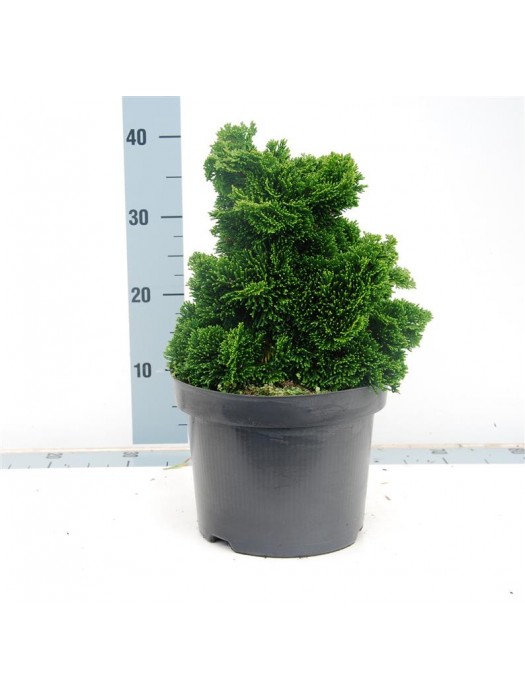Puskiparisis bukasis (Lot Chamaecyparis o.) 'Nana Gracilis' C5/P23 25-30 CM-PUSKIPARISIAI-SPYGLIUOČIAI