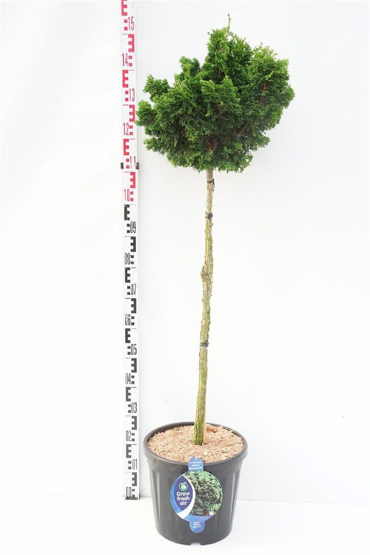 Puskiparisis bukasis (Lot Chamaecyparis o.) 'Nana Gracilis' C18 KOTAS 90 CM-PUSKIPARISIAI-SPYGLIUOČIAI