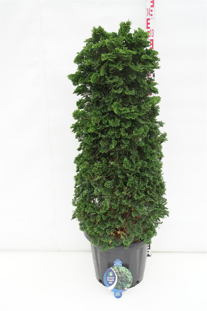 Puskiparisis bukasis (Lot Chamaecyparis o.) 'Nana Gracilis' C25 100-125 CM-PUSKIPARISIAI-SPYGLIUOČIAI