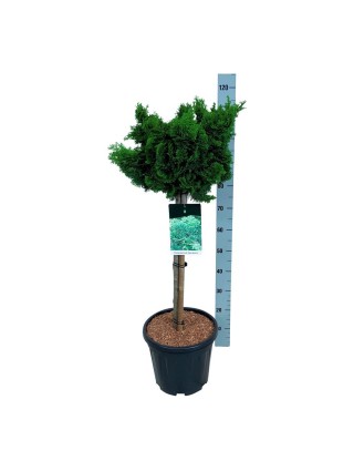 Puskiparisis bukasis (Lot Chamaecyparis o.) 'Nana Gracilis' C15 KOTAS 60 CM-PUSKIPARISIAI-SPYGLIUOČIAI